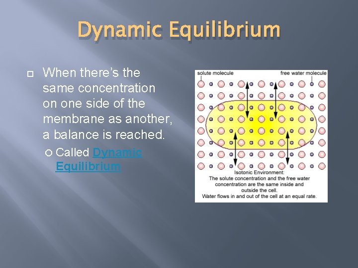 Dynamic Equilibrium When there’s the same concentration on one side of the membrane as