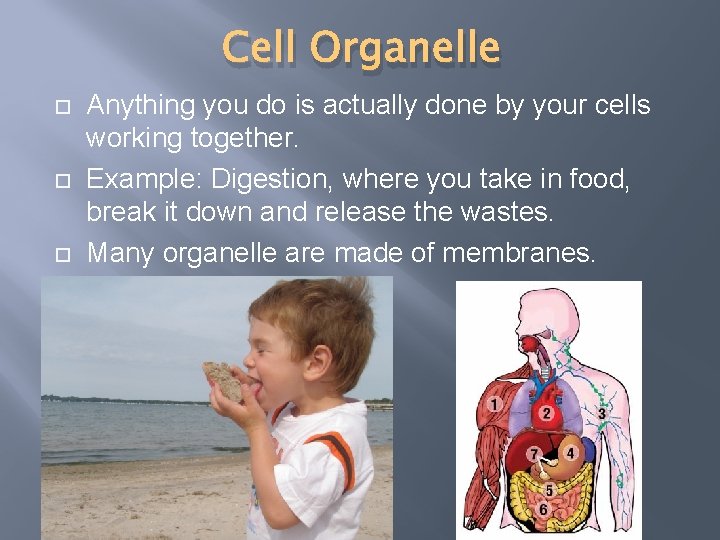 Cell Organelle Anything you do is actually done by your cells working together. Example: