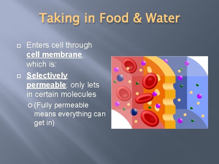 Taking in Food & Water Enters cell through cell membrane, which is: Selectively permeable: