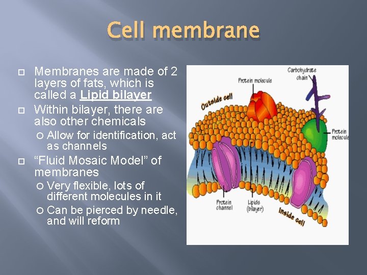 Cell membrane Membranes are made of 2 layers of fats, which is called a