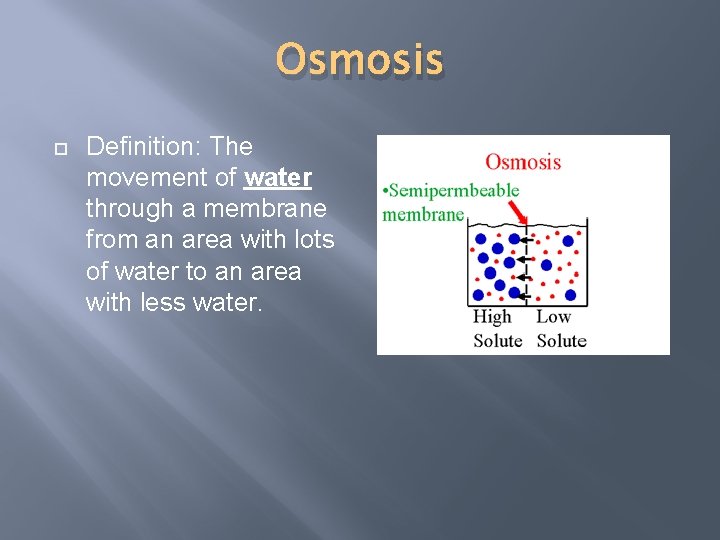 Osmosis Definition: The movement of water through a membrane from an area with lots