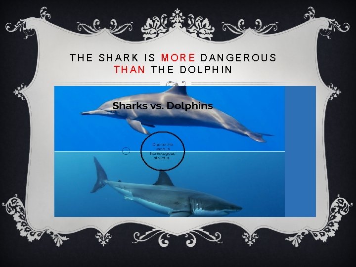 THE SHARK IS MORE DANGEROUS THAN THE DOLPHIN 