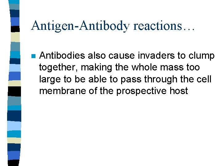 Antigen-Antibody reactions… n Antibodies also cause invaders to clump together, making the whole mass