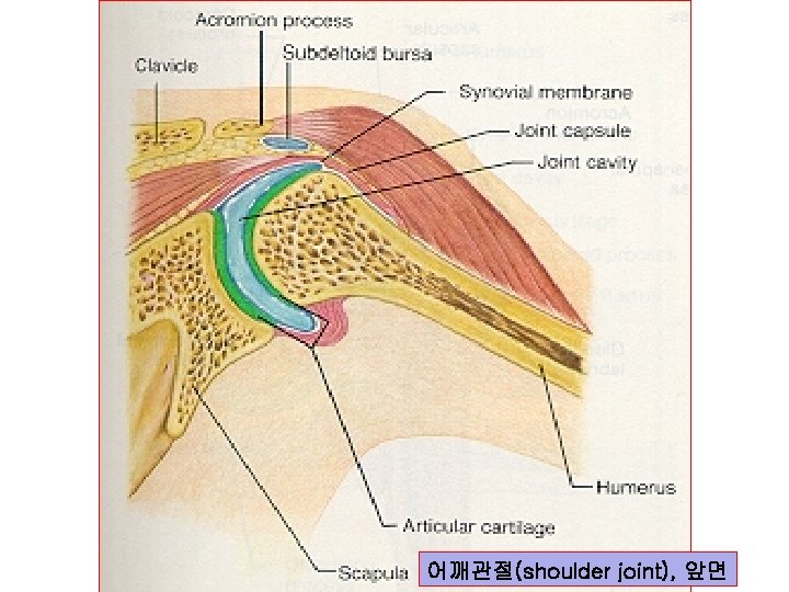 어깨관절(shoulder joint), 앞면 