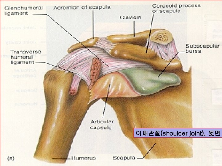 어깨관절(shoulder joint), 뒷면 