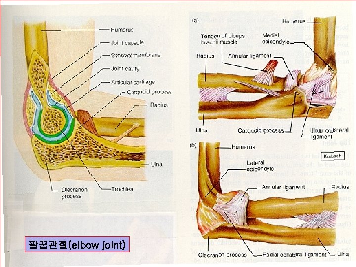 팔꿉관절(elbow joint) 