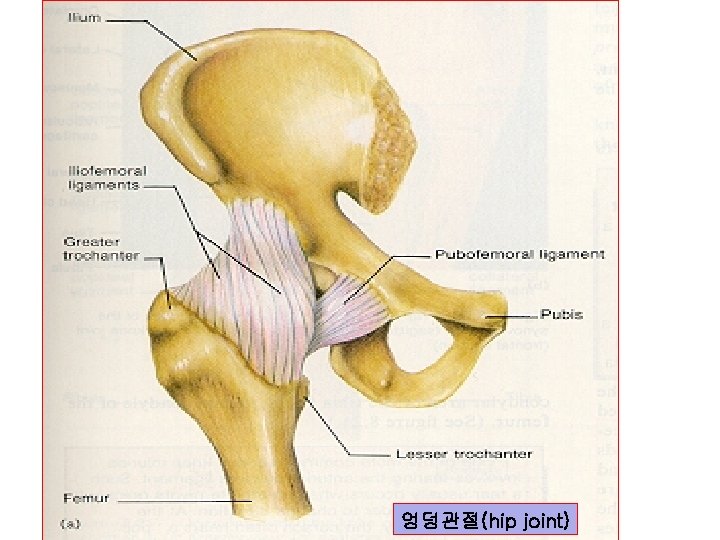 엉덩관절(hip joint) 