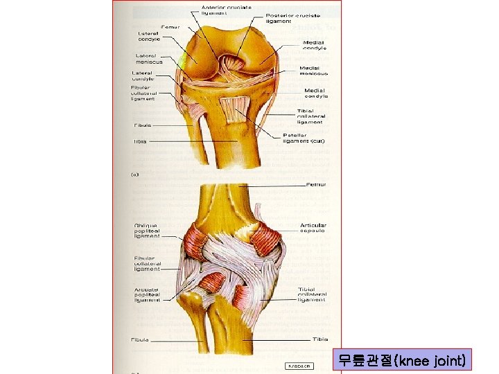 무릎관절(knee joint) 