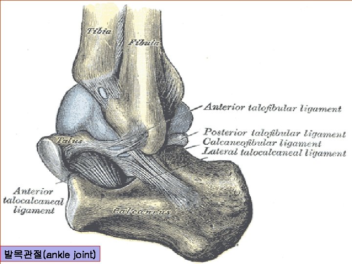 발목관절(ankle joint) 