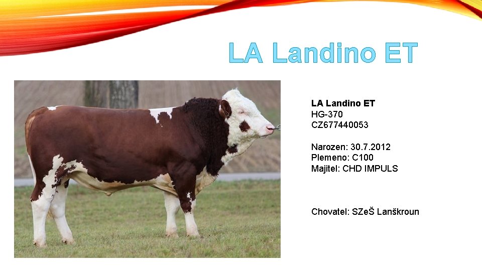 LA Landino ET HG-370 CZ 677440053 Narozen: 30. 7. 2012 Plemeno: C 100 Majitel: