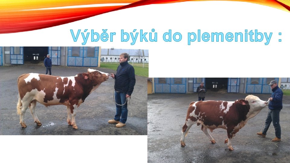 Výběr býků do plemenitby : 