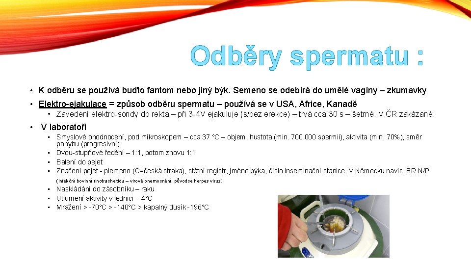 Odběry spermatu : • K odběru se používá buďto fantom nebo jiný býk. Semeno