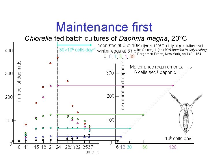 Maintenance first Chlorella-fed batch cultures of Daphnia magna, 20°C 300 200 neonates at 0