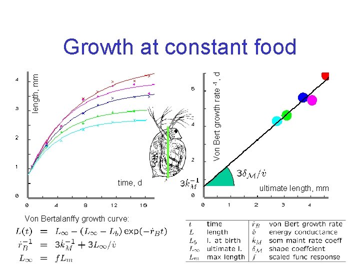 length, mm Von Bert growth rate -1, d Growth at constant food time, d