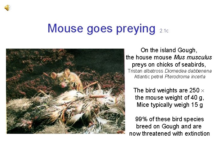 Mouse goes preying 2. 1 c On the island Gough, the house mouse Mus