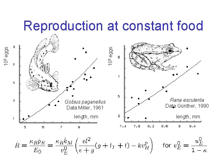 103 eggs Reproduction at constant food Gobius paganellus Data Miller, 1961 Rana esculenta Data