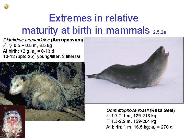 Extremes in relative maturity at birth in mammals 2. 5. 2 a Didelphus marsupiales