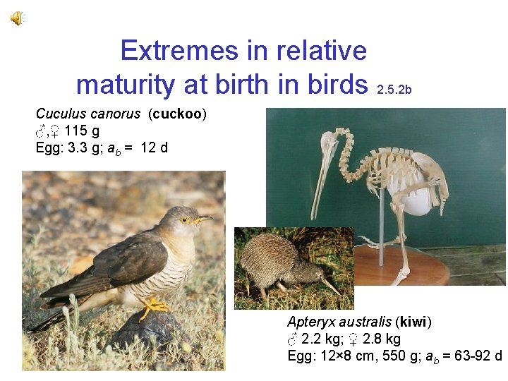 Extremes in relative maturity at birth in birds 2. 5. 2 b Cuculus canorus