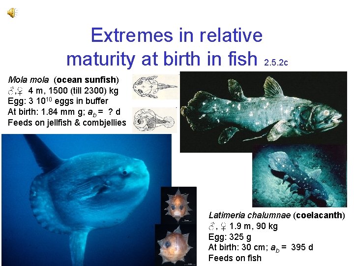 Extremes in relative maturity at birth in fish 2. 5. 2 c Mola mola