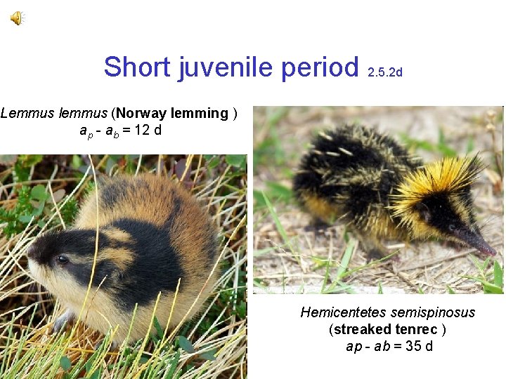 Short juvenile period 2. 5. 2 d Lemmus lemmus (Norway lemming ) ap -