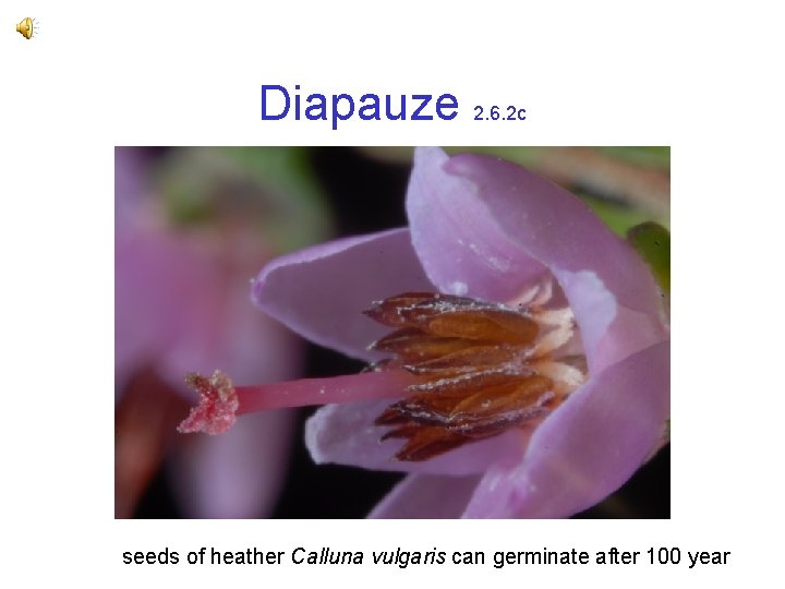 Diapauze 2. 6. 2 c seeds of heather Calluna vulgaris can germinate after 100