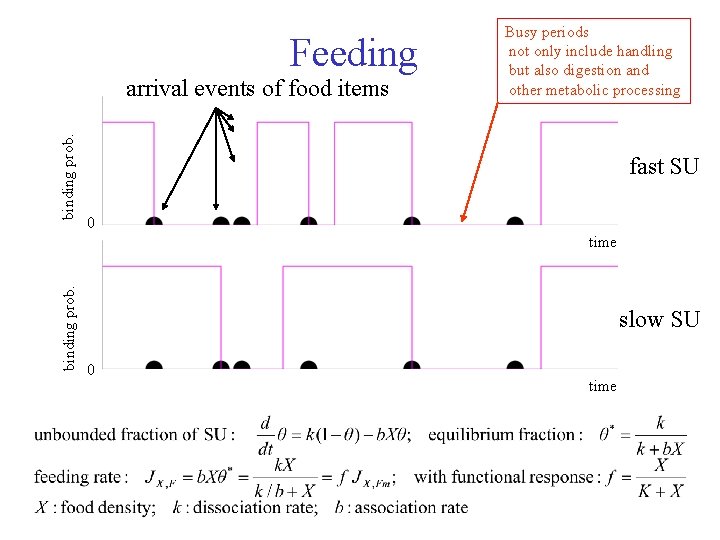 Feeding binding prob. arrival events of food items Busy periods not only include handling