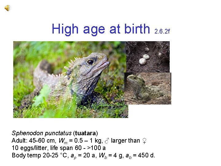 High age at birth 2. 6. 2 f Sphenodon punctatus (tuatara) Adult: 45 -60