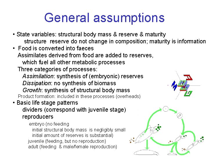 General assumptions • State variables: structural body mass & reserve & maturity structure reserve