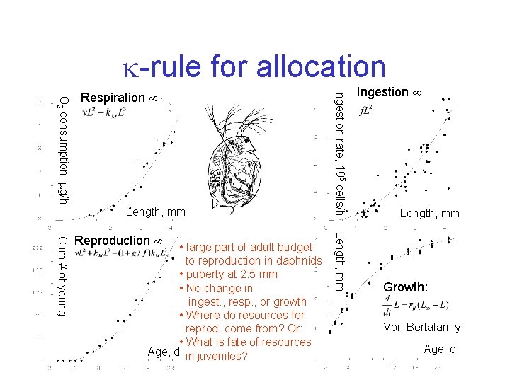  -rule for allocation Length, mm • large part of adult budget to reproduction