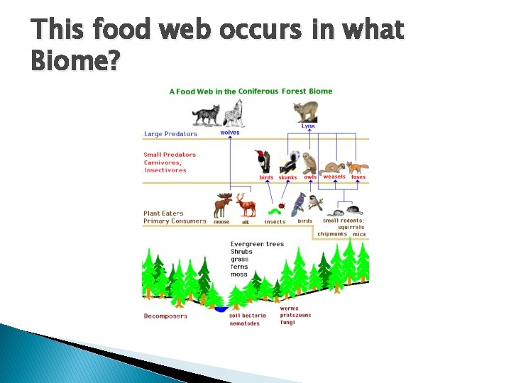 This food web occurs in what Biome? 