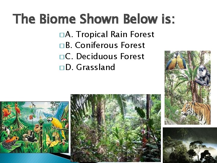 The Biome Shown Below is: � A. Tropical Rain Forest � B. Coniferous Forest