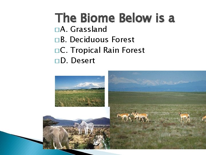 The Biome Below is a � A. Grassland � B. Deciduous Forest � C.