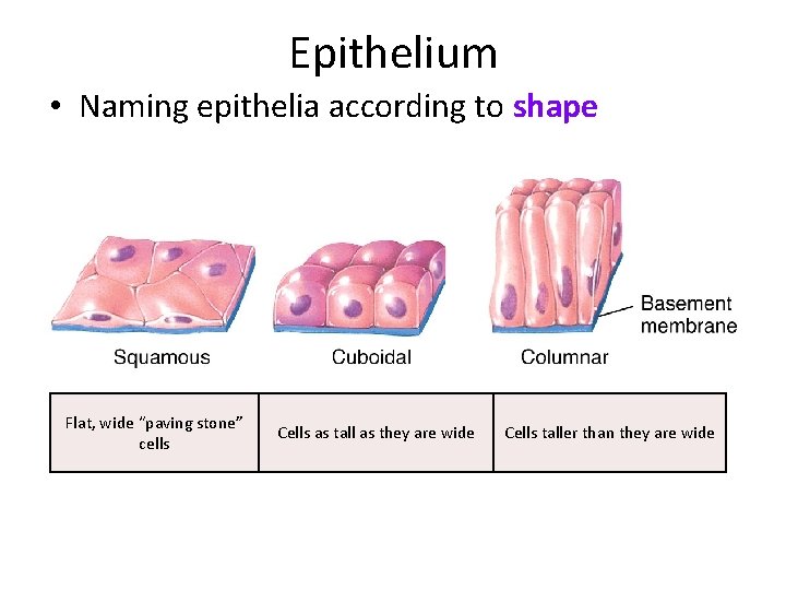 Epithelium • Naming epithelia according to shape Flat, wide “paving stone” cells Cells as