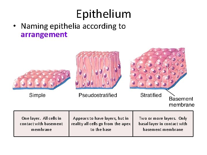 Epithelium • Naming epithelia according to arrangement One layer. All cells in contact with