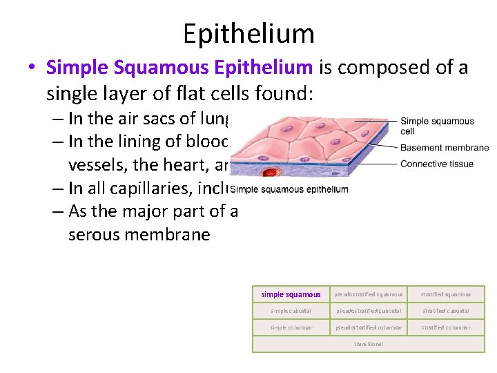 Epithelium • Simple Squamous Epithelium is composed of a single layer of flat cells
