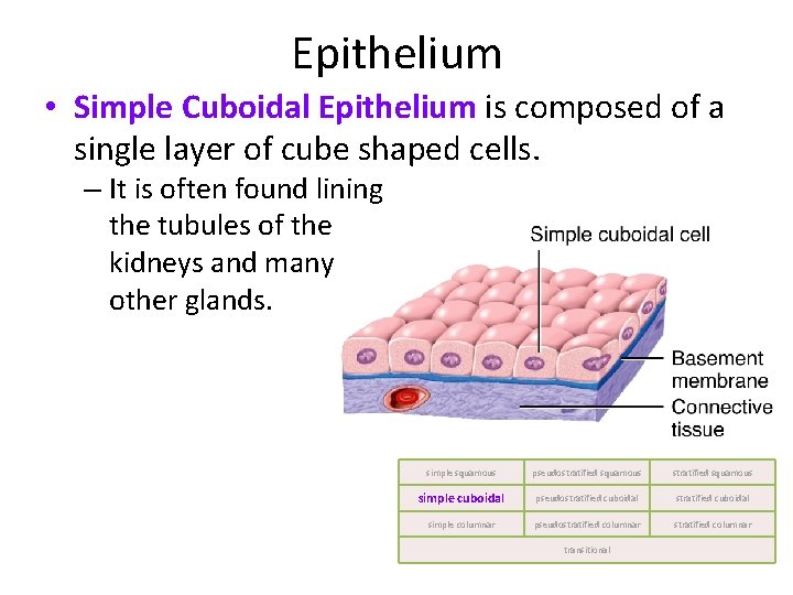 Epithelium • Simple Cuboidal Epithelium is composed of a single layer of cube shaped
