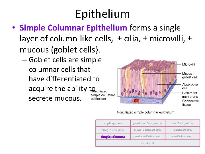 Epithelium • Simple Columnar Epithelium forms a single layer of column-like cells, ± cilia,