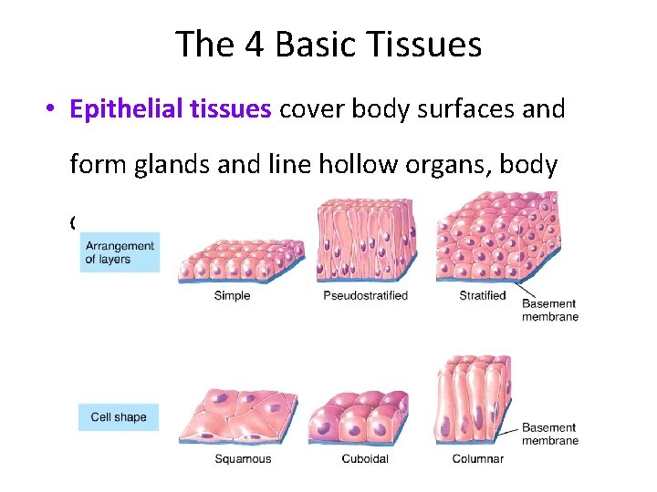 The 4 Basic Tissues • Epithelial tissues cover body surfaces and form glands and