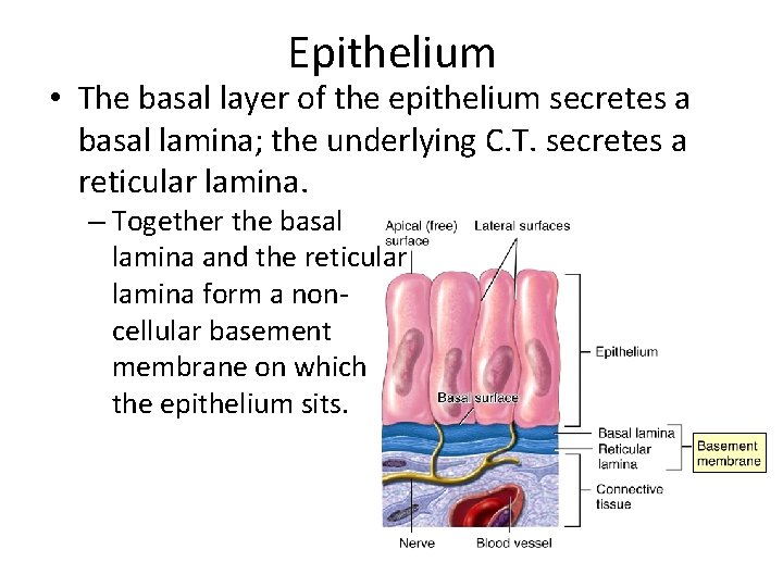 Epithelium • The basal layer of the epithelium secretes a basal lamina; the underlying