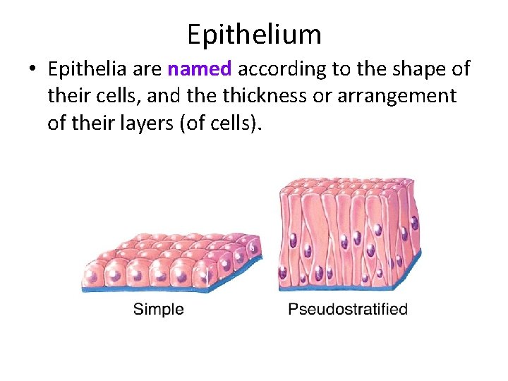 Epithelium • Epithelia are named according to the shape of their cells, and the