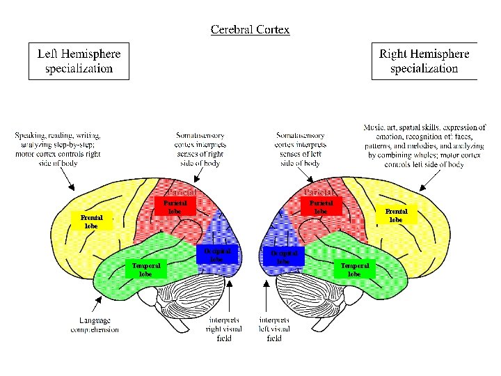 Parietal lobe Frontal lobe Temporal lobe Parietal lobe Occipital lobe Frontal lobe Temporal lobe