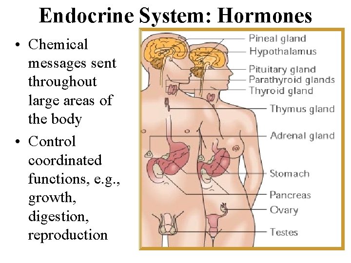 Endocrine System: Hormones • Chemical messages sent throughout large areas of the body •