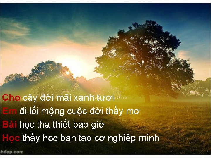 Cho cây đời mãi xanh tươi Em đi lối mộng cuộc đời thầy mơ