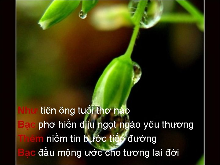 Như tiên ông tuổi thơ nào Bạc phơ hiền diịu ngọt ngào yêu thương