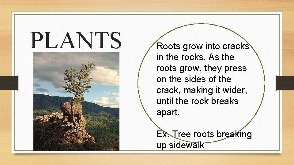 PLANTS Roots grow into cracks in the rocks. As the roots grow, they press