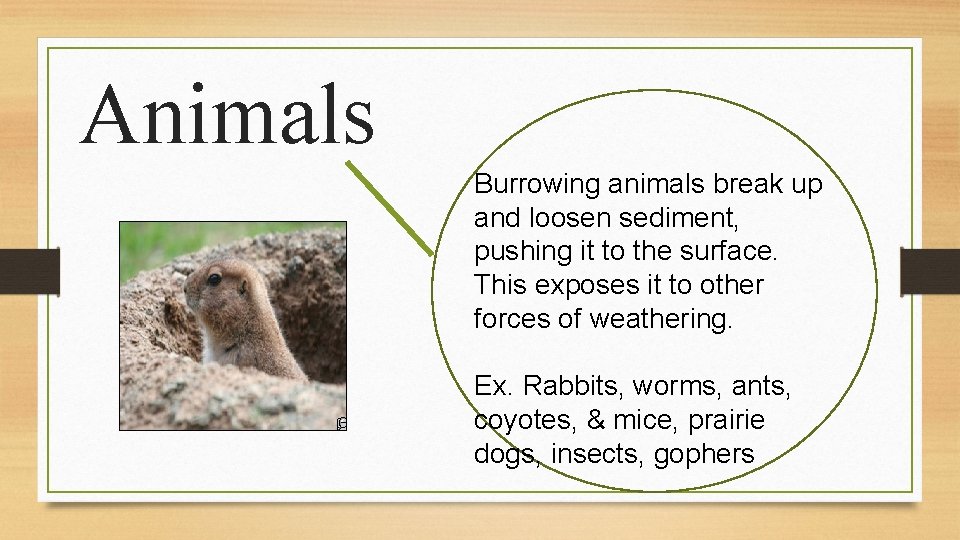 Animals Burrowing animals break up and loosen sediment, pushing it to the surface. This