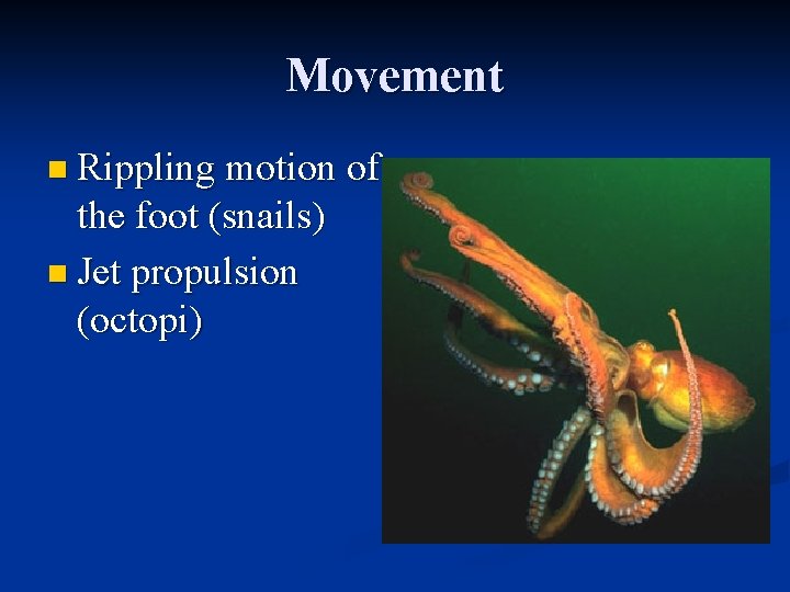 Movement n Rippling motion of the foot (snails) n Jet propulsion (octopi) 