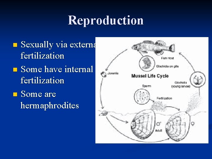 Reproduction Sexually via external fertilization n Some have internal fertilization n Some are hermaphrodites