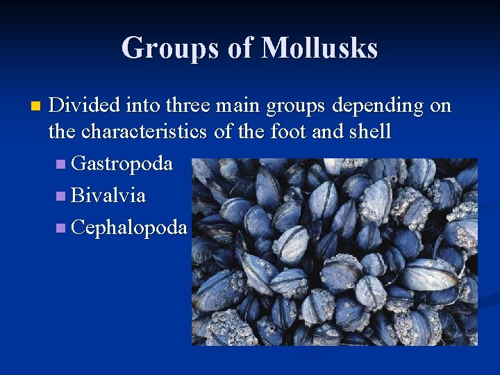 Groups of Mollusks n Divided into three main groups depending on the characteristics of