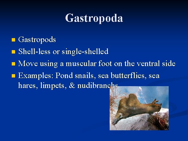 Gastropoda Gastropods n Shell-less or single-shelled n Move using a muscular foot on the